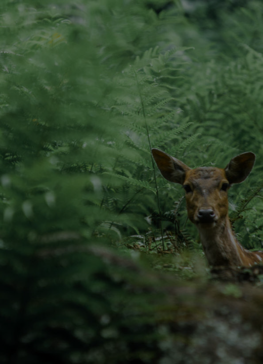 doe-in-forest